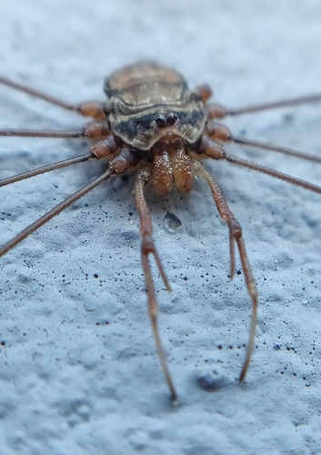 Fork-palped Harvestman Complex