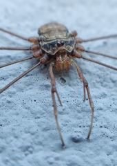 Dicranopalpus ramosus