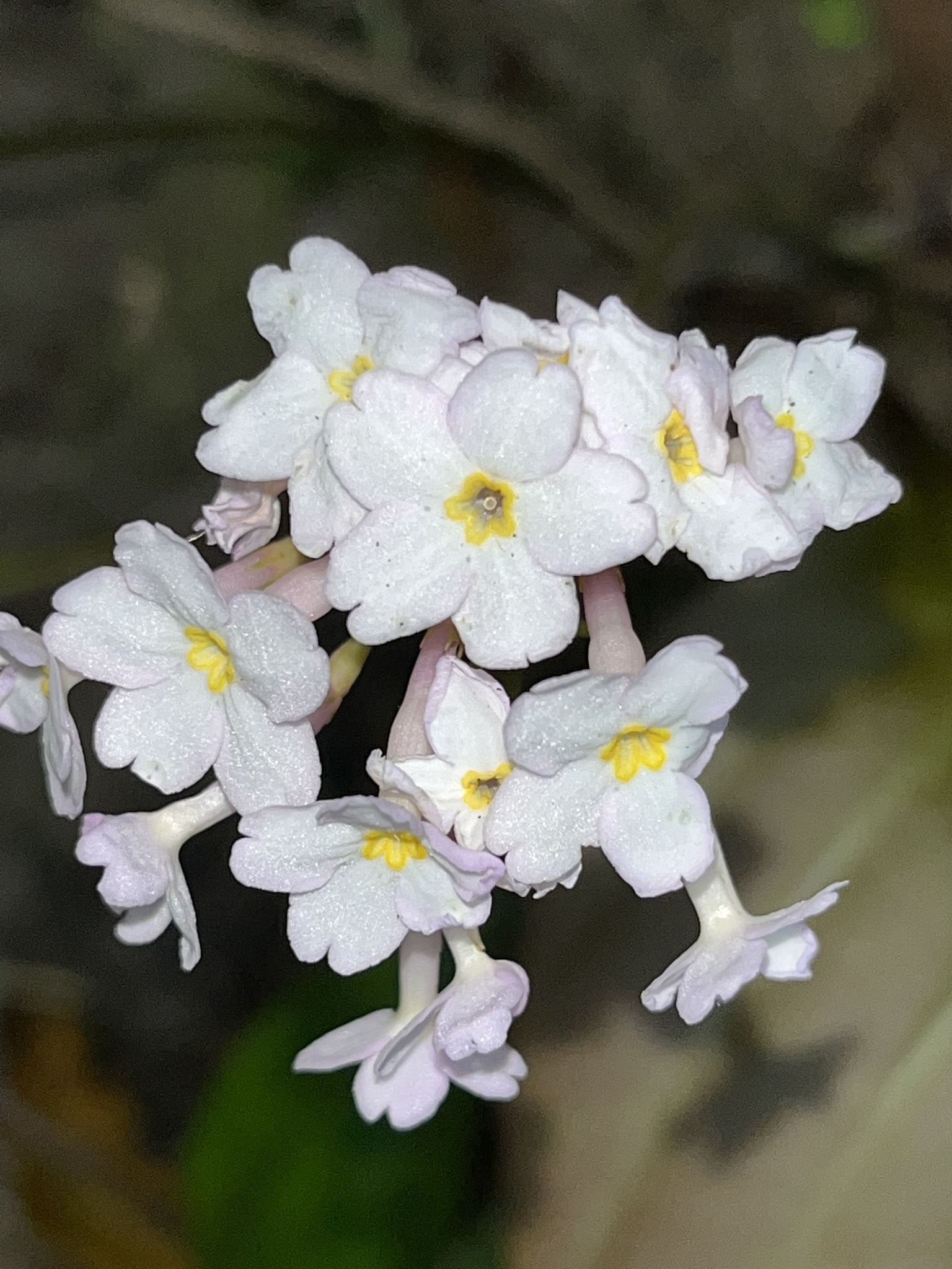 Primula carolinehenryae — ảnh 2