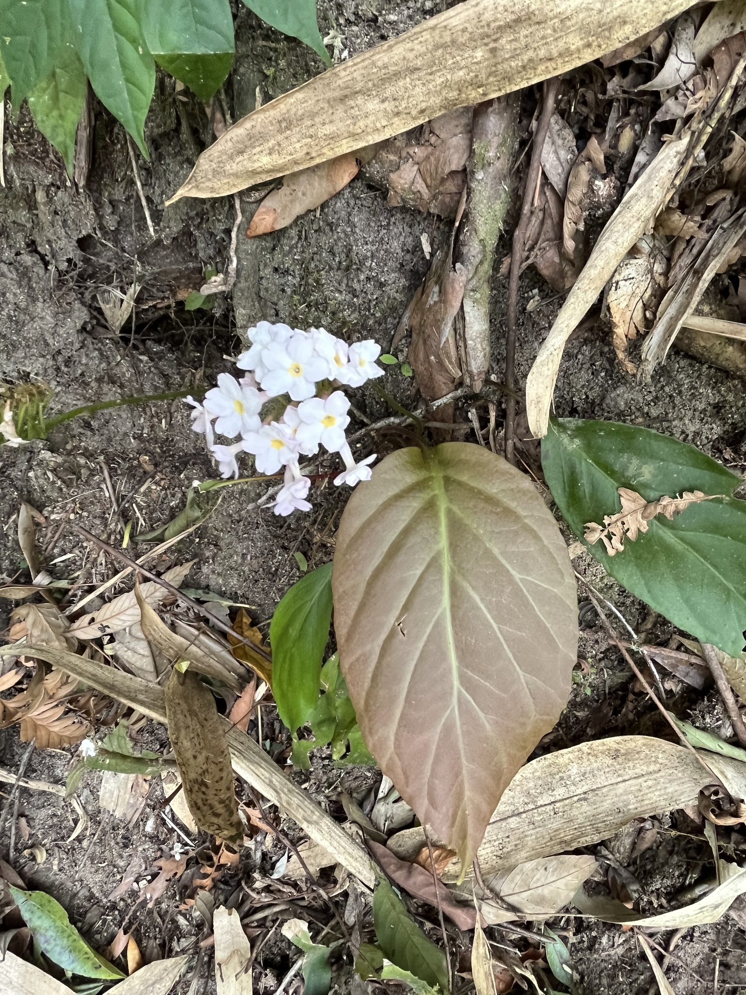 Primula carolinehenryae (Primula carolinehenryae)