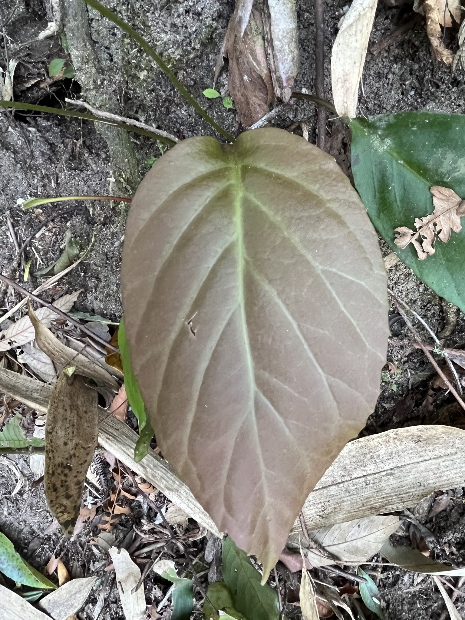 Primula carolinehenryae — ảnh 3