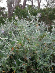 Teucrium fruticans