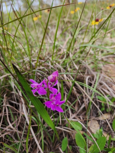 Image of Calopogon oklahomensis by (c) Ayla, some rights reserved (CC BY)