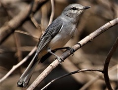 Grey Tit-Flycatcher photo 2