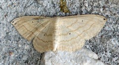 Scopula umbilicata