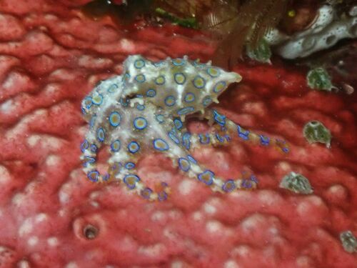 Greater Blue-ringed Octopus — seen at this dive site