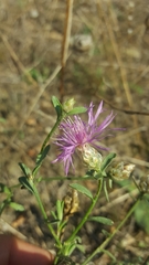 Centaurea deusta