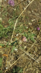 Centaurea deusta