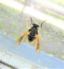 Temnostoma alternans