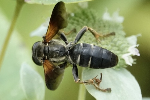 Tachytes guatemalensis photo 2