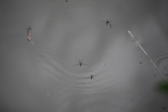 Rheumatobates rileyi