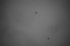 Rheumatobates rileyi