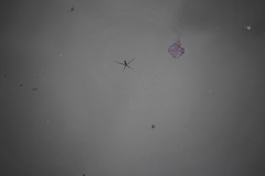 Rheumatobates rileyi