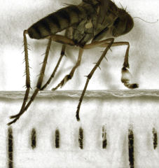 Helichochaetus discifer