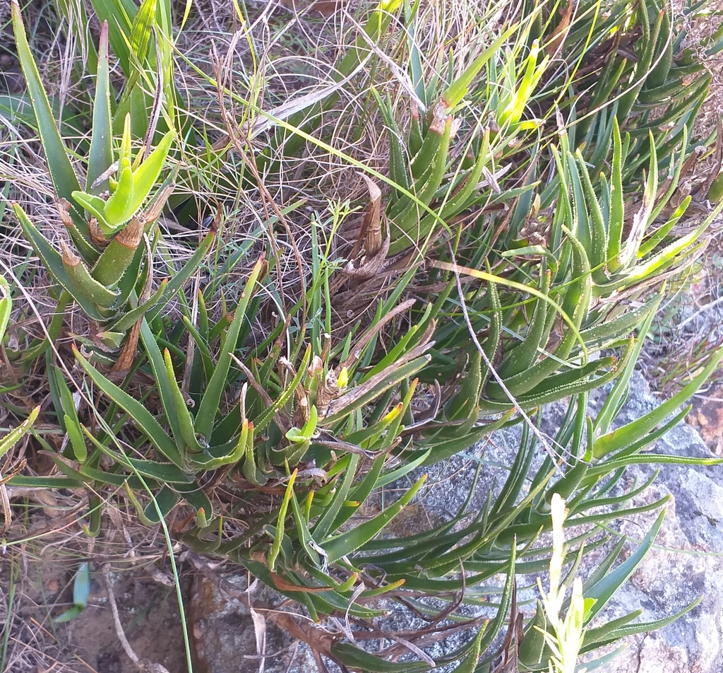 Aloiampelos decumbens; photograph (c) kevin koen, some rights reserved (CC BY-SA)