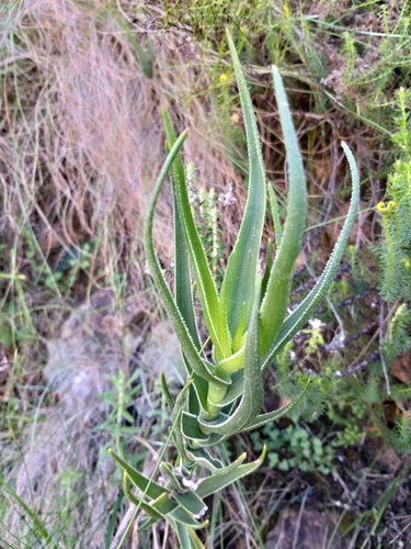 Aloiampelos decumbens, photograph 4