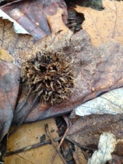 Liquidambar styraciflua