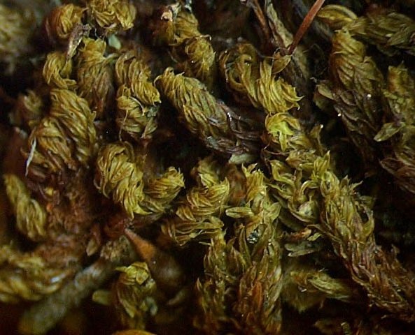 Schlotheimia rugifolia