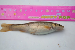 Rhynchocypris oxycephalus