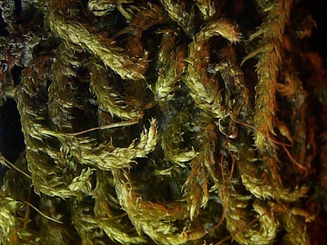 Sematophyllum subpinnatum
