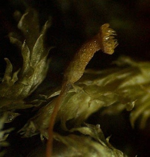 Sematophyllum subpinnatum