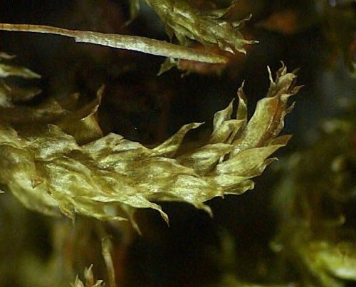 Sematophyllum subpinnatum