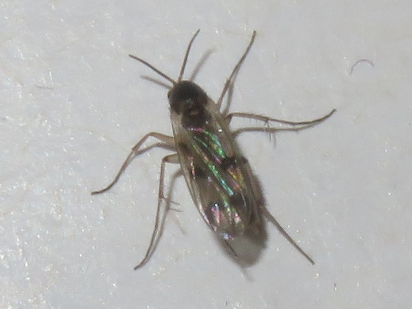 Mycetophila finlandica