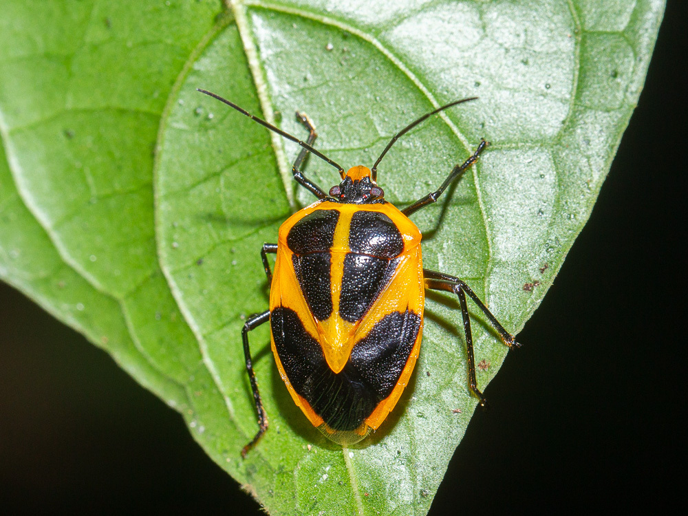 Pharypia generosa
