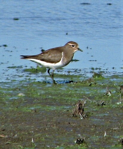 Rufous-chested Dotterel (Zonibyx modestus), photo 10
