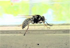 Temnostoma alternans