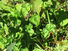 Parnassia grandifolia