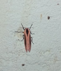 Creatonotos