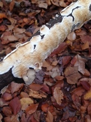 Fungi
