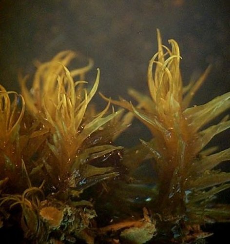 Syrrhopodon parasiticus