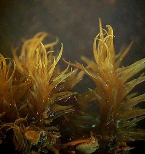 Syrrhopodon parasiticus