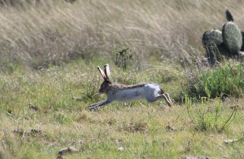White-sided Jackrabbit