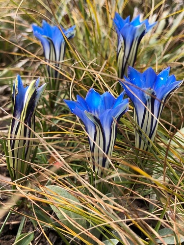 Gentiana lawrencei farreri