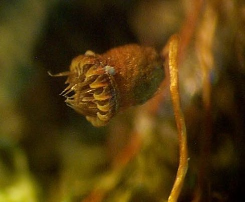 Vesicularia vesicularis