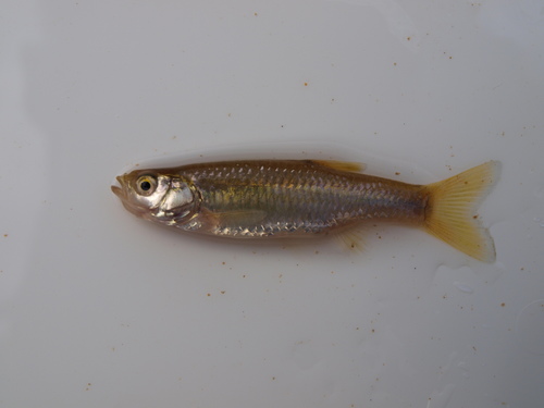 Chinese bleak (Aphyocypris chinensis) — Cyprinidae — 2