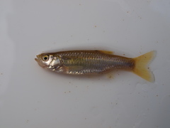 Aphyocypris chinensis