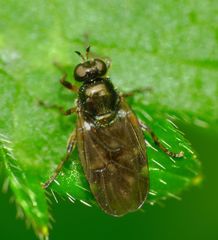 Berisina maculipennis