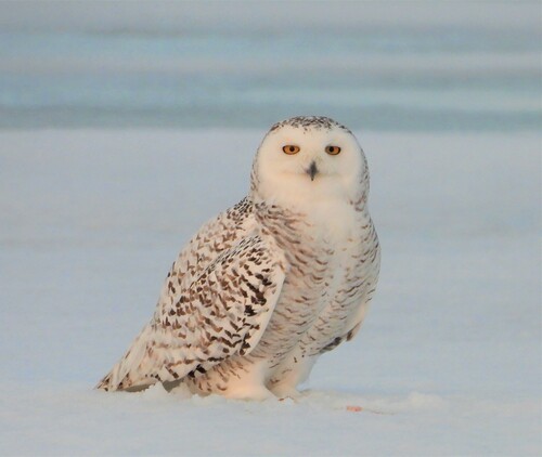Snowy Owl