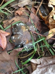 Fungi