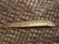 Cobitis lutheri
