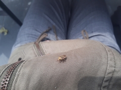 Acledra dimidiaticollis