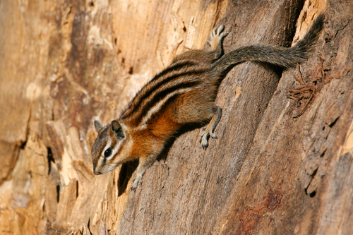 Uinta Chipmunk, Weber County, UT, USA, photo 7 of 10