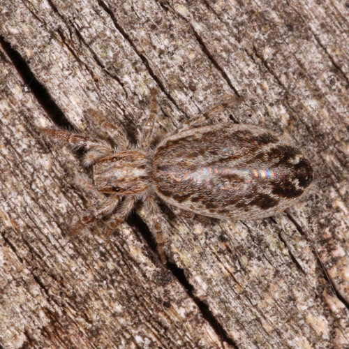 Pseudicius encarpatus