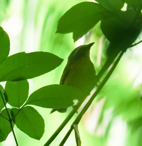 Chestnut-capped Warbler (Basileuterus delattrii), photo 10
