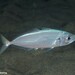Atlantic Horse Mackerel - Photo (c) Dennis Rabeling, some rights reserved (CC BY-NC-ND), uploaded by Dennis Rabeling
