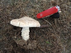 Saproamanita pruittii